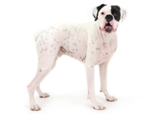 動物プロダクション,ペットモデル,モデル犬,タレント犬,ボクサー,ぼんち