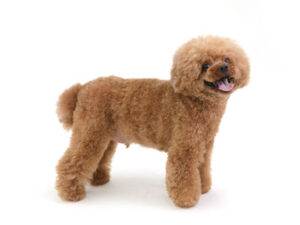 動物プロダクション,ペットモデル,モデル犬,タレント犬,トイプードル,モチャ