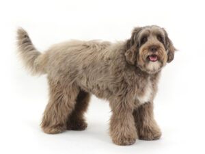動物プロダクション,ペットモデル,モデル犬,タレント犬,オーストラリアンラブラドゥードゥル,もめん