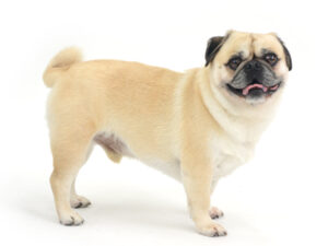 動物プロダクション,ペットモデル,モデル犬,タレント犬,MIX犬,まる