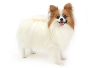 エムドッグス,動物プロダクション,ペットモデル,モデル犬,タレント犬,MIX犬,ぽんず
