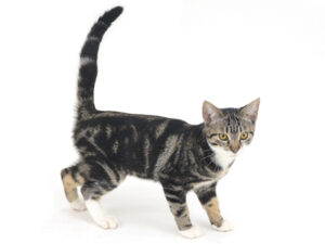 撮影,動物プロダクション,ペットモデル,ペットタレント,モデル猫,タレント猫,MIX猫,ククル