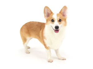 動物プロダクション,ペットモデル,モデル犬,タレント犬,ウェルシュコーギー,もこ