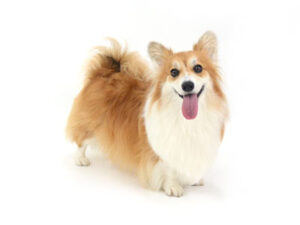 動物プロダクション,ペットモデル,モデル犬,タレント犬,ウェルシュコーギー,アカル