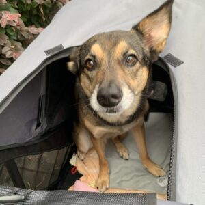 撮影,動物プロダクション,ペットモデル,モデル犬,タレント犬,MIX,まる