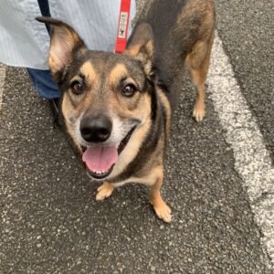撮影,動物プロダクション,ペットモデル,モデル犬,タレント犬,MIX,まる