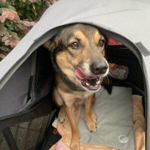 撮影,動物プロダクション,ペットモデル,モデル犬,タレント犬,MIX,まる