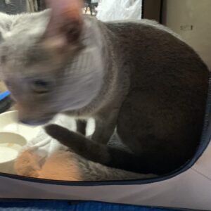撮影,動物プロダクション,ペットモデル,ペットタレント,モデル猫,タレント猫,ロシアンブルー,ボル