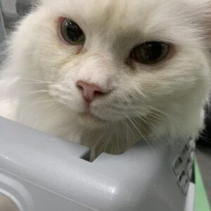撮影,十六夜膳房,日本テレビ,ドラマDEEP,,動物プロダクション,ペットモデル,ペットタレント,モデル猫,タレント猫,マンチカン,雪,ゆき