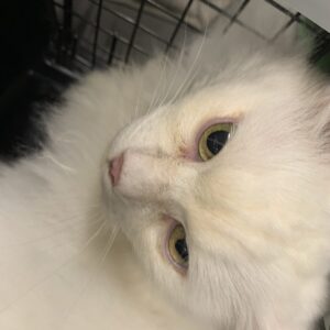 撮影,十六夜膳房,日本テレビ,ドラマDEEP,,動物プロダクション,ペットモデル,ペットタレント,モデル猫,タレント猫,マンチカン,雪,ゆき