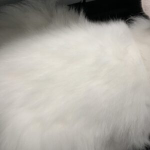 撮影,十六夜膳房,日本テレビ,ドラマDEEP,,動物プロダクション,ペットモデル,ペットタレント,モデル猫,タレント猫,マンチカン,雪,ゆき