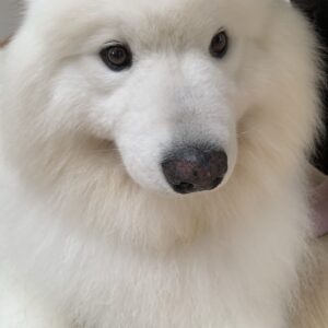 撮影,動物プロダクション,ペットモデル,ペットタレント,モデル犬,タレント犬,サモエド,シモフ