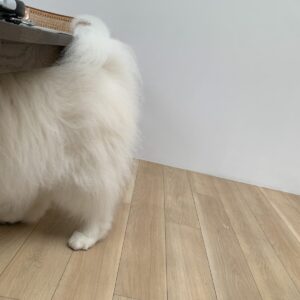 撮影,動物プロダクション,ペットモデル,ペットタレント,モデル犬,タレント犬,サモエド,シモフ