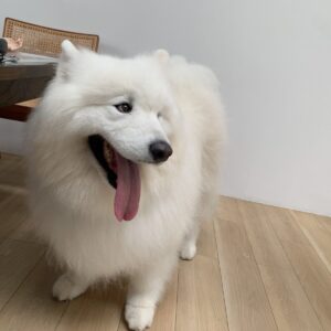 撮影,動物プロダクション,ペットモデル,ペットタレント,モデル犬,タレント犬,サモエド,シモフ