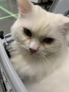 撮影,十六夜膳房,日本テレビ,ドラマDEEP,,動物プロダクション,ペットモデル,ペットタレント,モデル猫,タレント猫,マンチカン,雪,ゆき
