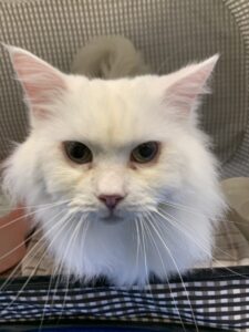 撮影,十六夜膳房,日本テレビ,ドラマDEEP,,動物プロダクション,ペットモデル,ペットタレント,モデル猫,タレント猫,マンチカン,雪,ゆき