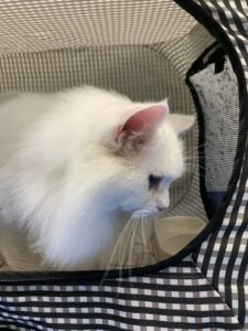 撮影,十六夜膳房,日本テレビ,ドラマDEEP,,動物プロダクション,ペットモデル,ペットタレント,モデル猫,タレント猫,マンチカン,雪,ゆき