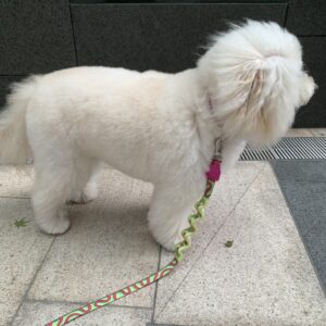 エムドッグス,関西モデル,動物プロダクション,ペットモデル,モデル犬,タレント犬,ゴールデンドゥードル,レオ