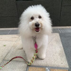 エムドッグス,関西モデル,動物プロダクション,ペットモデル,モデル犬,タレント犬,ゴールデンドゥードル,レオ