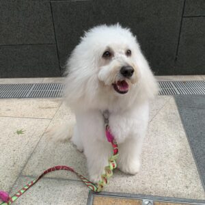 エムドッグス,関西モデル,動物プロダクション,ペットモデル,モデル犬,タレント犬,ゴールデンドゥードル,レオ