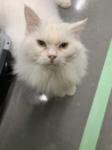 撮影,十六夜膳房,日本テレビ,ドラマDEEP,,動物プロダクション,ペットモデル,ペットタレント,モデル猫,タレント猫,マンチカン,雪,ゆき