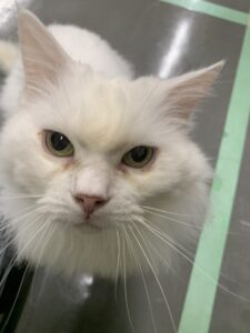 撮影,十六夜膳房,日本テレビ,ドラマDEEP,,動物プロダクション,ペットモデル,ペットタレント,モデル猫,タレント猫,マンチカン,雪,ゆき