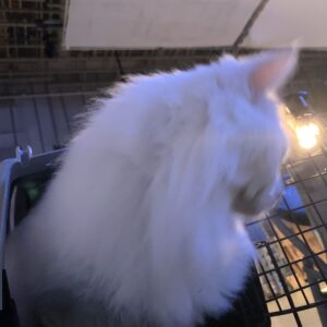 撮影,十六夜膳房,日本テレビ,ドラマDEEP,,動物プロダクション,ペットモデル,ペットタレント,モデル猫,タレント猫,マンチカン,雪,ゆき