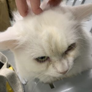 撮影,十六夜膳房,日本テレビ,ドラマDEEP,,動物プロダクション,ペットモデル,ペットタレント,モデル猫,タレント猫,マンチカン,雪,ゆき