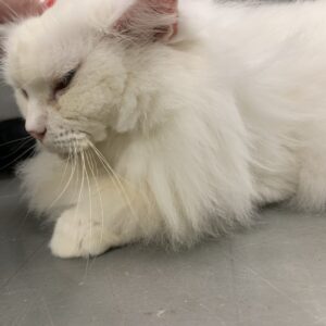 撮影,十六夜膳房,日本テレビ,ドラマDEEP,,動物プロダクション,ペットモデル,ペットタレント,モデル猫,タレント猫,マンチカン,雪,ゆき