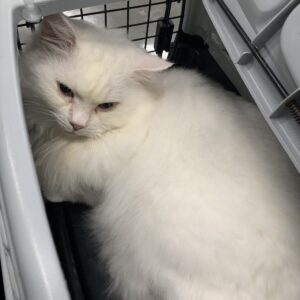 撮影,十六夜膳房,日本テレビ,ドラマDEEP,,動物プロダクション,ペットモデル,ペットタレント,モデル猫,タレント猫,マンチカン,雪,ゆき