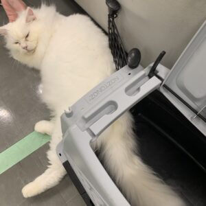 撮影,十六夜膳房,日本テレビ,ドラマDEEP,,動物プロダクション,ペットモデル,ペットタレント,モデル猫,タレント猫,マンチカン,雪,ゆき