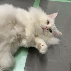 撮影,十六夜膳房,日本テレビ,ドラマDEEP,,動物プロダクション,ペットモデル,ペットタレント,モデル猫,タレント猫,マンチカン,雪,ゆき