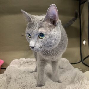 撮影,動物プロダクション,ペットモデル,ペットタレント,モデル猫,タレント猫,ロシアンブルー,ボル