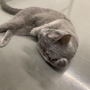 撮影,動物プロダクション,ペットモデル,ペットタレント,モデル猫,タレント猫,ロシアンブルー,ボル