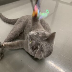 撮影,動物プロダクション,ペットモデル,ペットタレント,モデル猫,タレント猫,ロシアンブルー,ボル