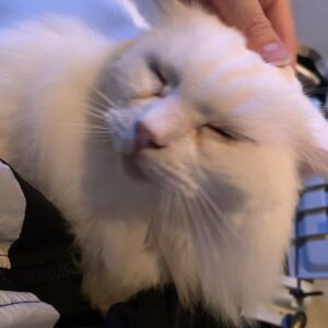 撮影,十六夜膳房,日本テレビ,ドラマDEEP,,動物プロダクション,ペットモデル,ペットタレント,モデル猫,タレント猫,マンチカン,雪,ゆき