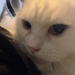 撮影,十六夜膳房,日本テレビ,ドラマDEEP,,動物プロダクション,ペットモデル,ペットタレント,モデル猫,タレント猫,マンチカン,雪,ゆき