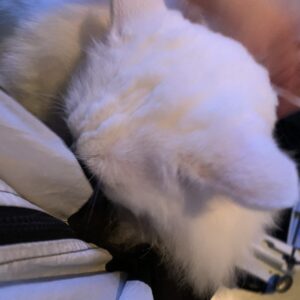 撮影,十六夜膳房,日本テレビ,ドラマDEEP,,動物プロダクション,ペットモデル,ペットタレント,モデル猫,タレント猫,マンチカン,雪,ゆき