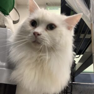 撮影,十六夜膳房,日本テレビ,ドラマDEEP,,動物プロダクション,ペットモデル,ペットタレント,モデル猫,タレント猫,マンチカン,雪,ゆき