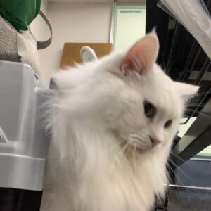 撮影,十六夜膳房,日本テレビ,ドラマDEEP,,動物プロダクション,ペットモデル,ペットタレント,モデル猫,タレント猫,マンチカン,雪,ゆき