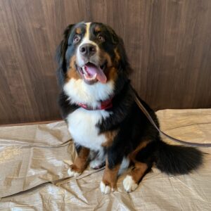撮影,動物プロダクション,ペットモデル,モデル犬,タレント犬,バーニーズマウンテンドッグ,Miu J.,ミュウ