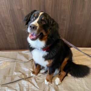 撮影,動物プロダクション,ペットモデル,モデル犬,タレント犬,バーニーズマウンテンドッグ,Miu J.,ミュウ