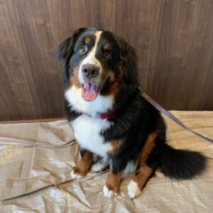 撮影,動物プロダクション,ペットモデル,モデル犬,タレント犬,バーニーズマウンテンドッグ,Miu J.,ミュウ