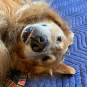 撮影,動物プロダクション,ペットモデル,モデル犬,タレント犬,ゴールデンレトリーバー,れおん
