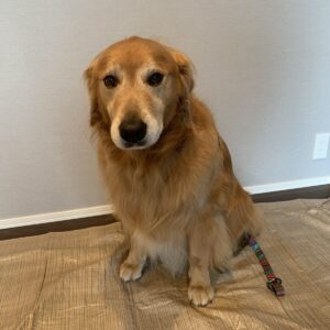 撮影,動物プロダクション,ペットモデル,モデル犬,タレント犬,ゴールデンレトリーバー,れおん