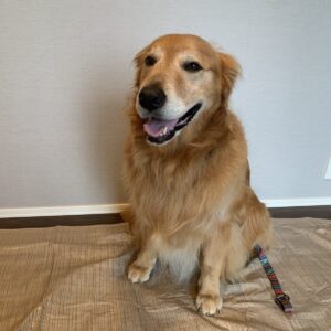 撮影,動物プロダクション,ペットモデル,モデル犬,タレント犬,ゴールデンレトリーバー,れおん