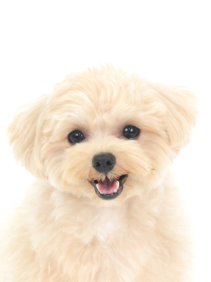 動物プロダクション,ペットモデル,ペットタレント,モデル犬,タレント犬,mix犬,ぷく