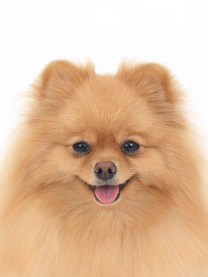 動物プロダクション,ペットモデル,モデル犬,タレント犬,ポメラニアン,由依,ゆい