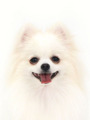 動物プロダクション,ペットモデル,モデル犬,タレント犬,ポメラニアン,陽菜,ひな