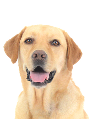 動物プロダクション,ペットモデル,ペットタレント,モデル犬,タレント犬,ラブラドールレトリバー,ノア